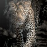 leopard-walker-afrique-animaux-yeux-plexi-print-photo-noir-blanc