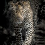 leopard-walker-yeux-sublime-photo-nooir-blanc-afrique