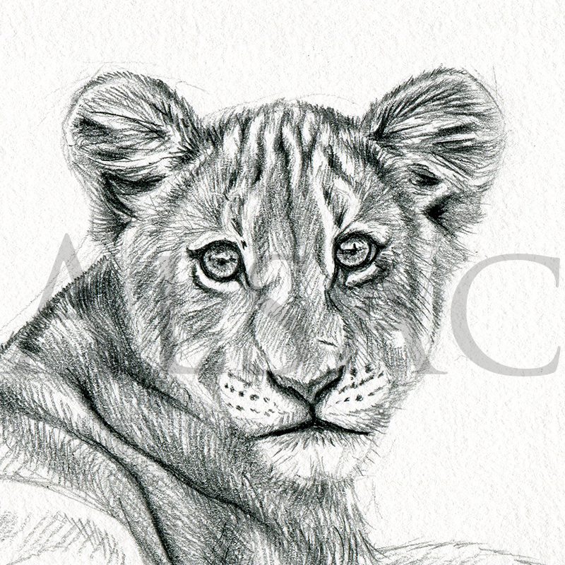lion-cub-sketch-detail