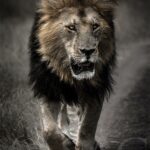 lion-walk-magnifique-afrique-photo-noir-blanc-felin