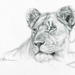 lioness-portrait-illustration-drawing-realistic