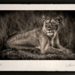lionne-couchée-photo-awagami-noir-blanc-lion-afrique-felin-1