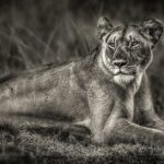 lionne-couchée-photo-noir-blanc-lion-afrique-felin