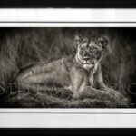 lionne-couchée-sous-verre-photo-d’art-noir-blanc-afrique