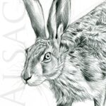 print-frame-drawing-hare-hunter