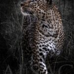 magnifique-leopard-photo-noir-blanc-romi-afrique-felin-