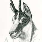mountain-goat-drawing-sketch-art