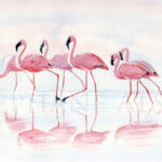 nakuru-flamingos-aquarelle-flamands