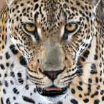 oil-painting-leopard-realistic-wildlife-art
