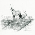oryx-sketch