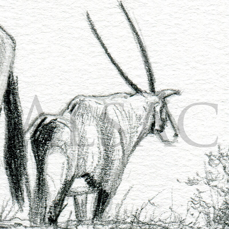 oryx-sketch-detail
