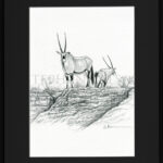 oryx-sketch-framed
