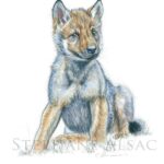 painting-wildlife-art-baby-wolf-illustration