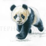 peinture-aquarelle-bebe-panda-illustration