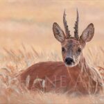 Painting-roe-deer-summer-corns-field