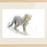 painting-drawing-watercolour-cheetah-cub-wildlife-art