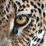 peinture-huile-oeil-leopard-artiste-animalier-alsac
