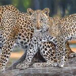 peinture-leopards-arbre-hyper-realiste-grand-tableau-afrique