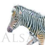 painting-small-zebra-artist-animals