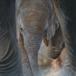 peinture-tableau-toile-bebe-elephant