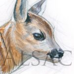 painting-head-fawn-roe-deer-art-wildlife