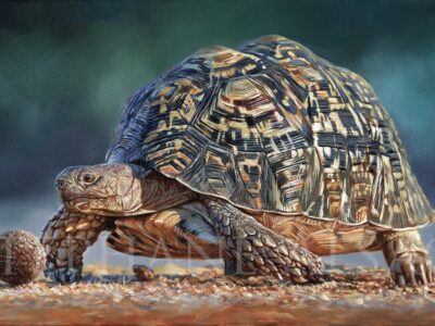 painting-tortoise-leopard-wildlife-art