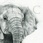 petit-elephant-bebe-dessin-detail