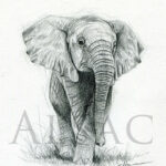 petit-elephanteau-dessin-crayon