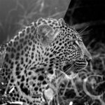 photo-Noir-Blanc-plexiprint-leopard-sous-verre-afrique