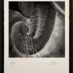 photo-art-monochrome-N&B-elephant-trompe-afrique