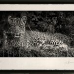 photo-art-noir-et-blanc-animaux-afrique-leopard-felin