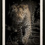 photo-artistic-color-leopard-walking-big cat-limited-edition