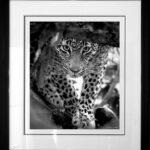 photo-black-white-leopard-nyeleti-cadre