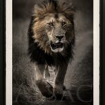 photo-d-art-lion-marche-tirage-photographique-original-deco-moderne