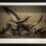 photo-edition-limitee-safari-savane-vautours-encadre