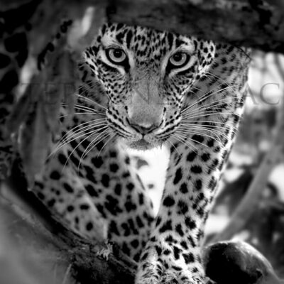 photo-leopard-nyeleti