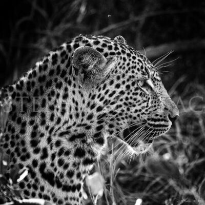 photo-leopard-xiviti1-B&W