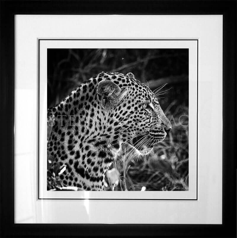 photo-leopard-xiviti1-B&W-cadre