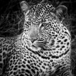 photo-leopard-xiviti2-B&W