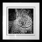 photo-leopard-xiviti2-B&W-cadre