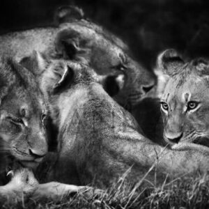 photo noir et blanc lionne et lionceaux