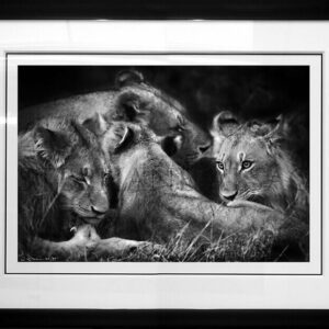 Black & white photography of a lioness and her cubs