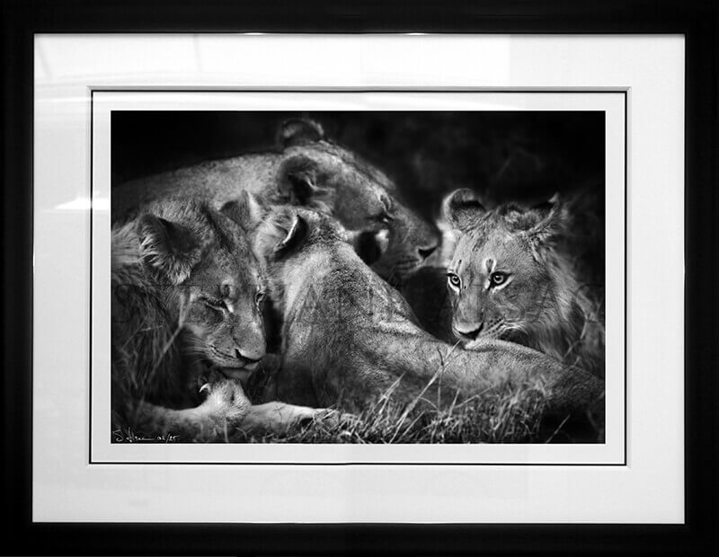 Black & white photography of a lioness and her cubs