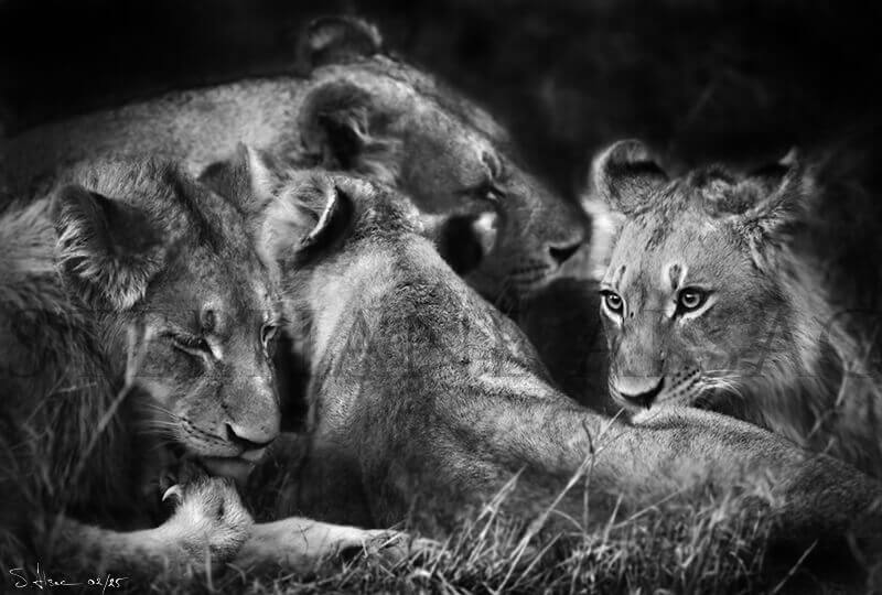 photo noir et blanc lionne et lionceaux