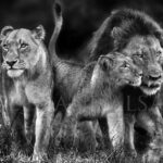 photo-lion-family-Majingilane-pride