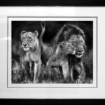 photo-lion-family-Majingilane-pride-cadre