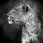 photo-lioness-alsac