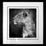 photo-lioness-alsac-cadre
