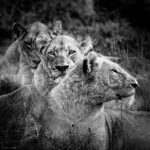 photo-lioness-mothers-B&W