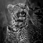 photo-noir-blanc-sous-verre-brillant-moderne-animaux-afrique-leopard